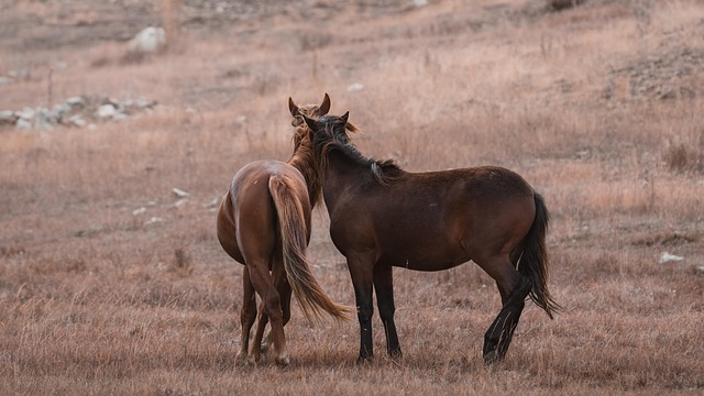 equestrian equipment