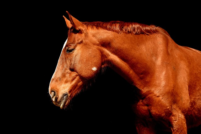 equestrian equipment