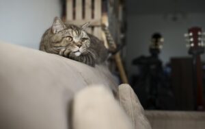 sonic-cat-repellents-640x480-66838278.jpeg