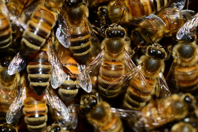 beekeeping-supplies-640x480-14189197.jpeg