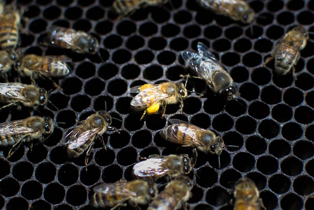 beekeeping-supplies-640x480-31426044.jpeg