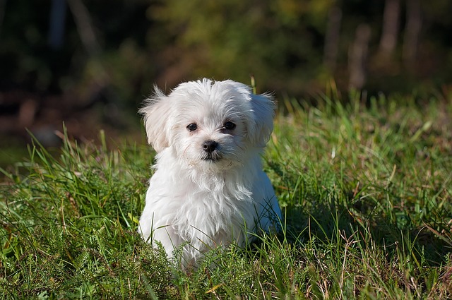 dog thermometers