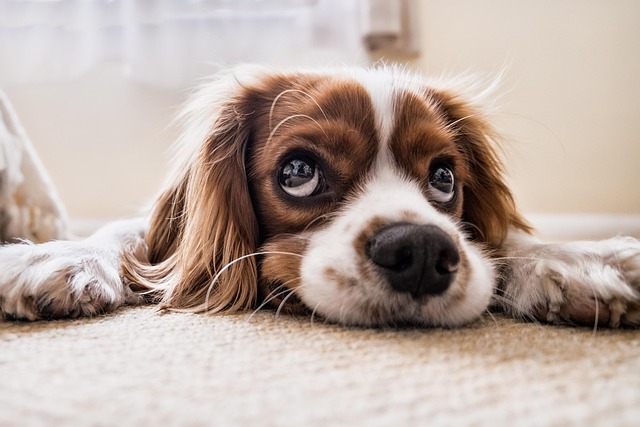 dog thermometers