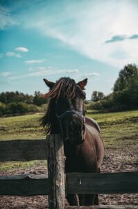 equestrian-equipment-640x480-28077504.jpeg