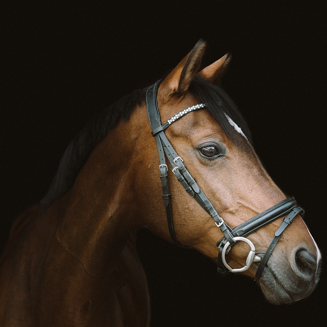 equestrian-equipment-640x480-59046366.jpeg