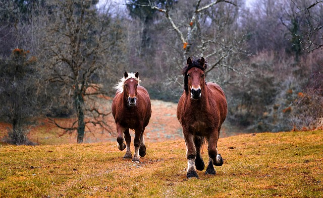 equestrian equipment