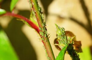 lice-treatment-640x480-74671017.jpeg