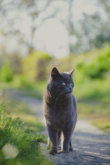 sonic cat repellents