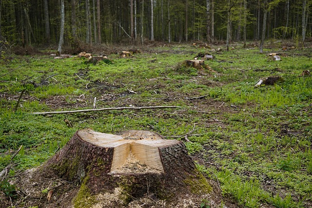 stump grinding