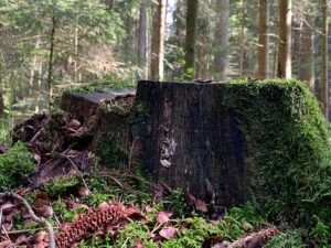 stump-grinding-640x480-29271856.jpeg