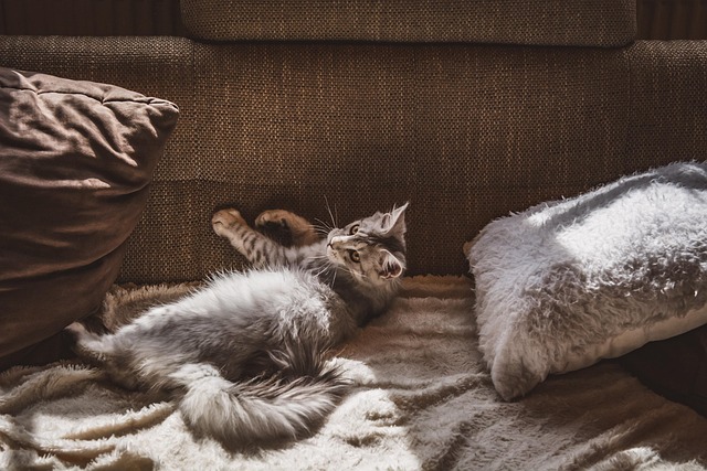 throw pillow