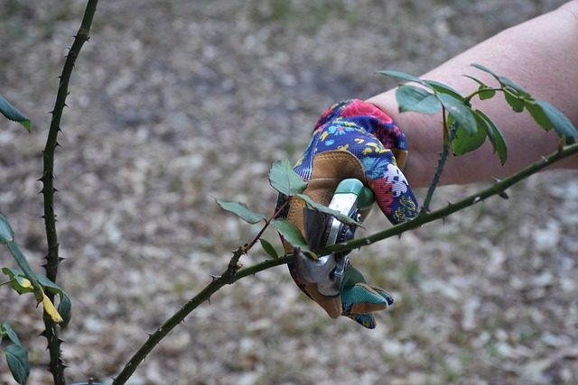 tree trimming