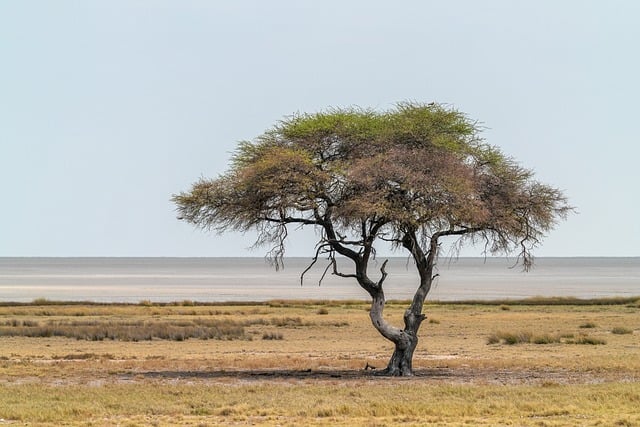 tree-trimming-640x480-74112807.jpeg