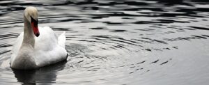 water-640x480-84977173.jpeg