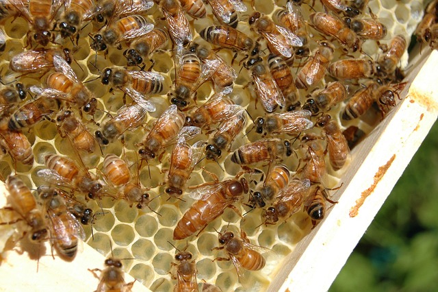 beekeeping supplies