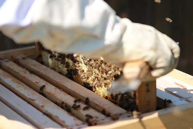 beekeeping supplies