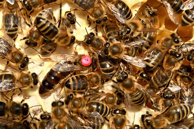 beekeeping supplies