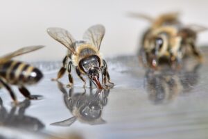 beekeeping-supplies-640x480-36673521.jpeg