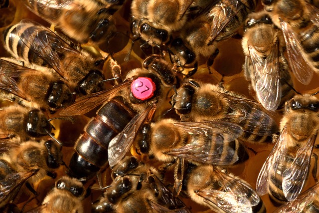 beekeeping supplies