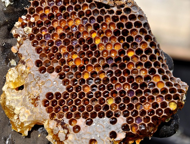 beekeeping supplies