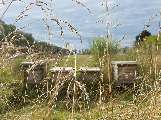 beekeeping supplies