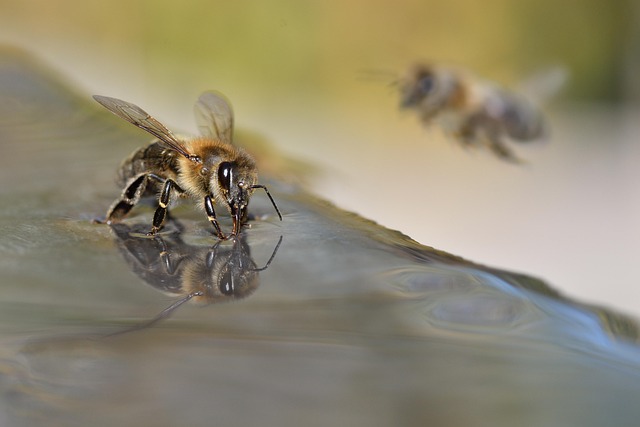 beekeeping supplies