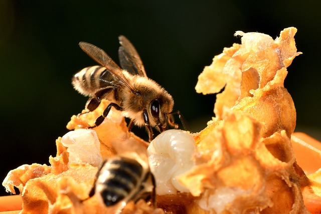 beekeeping supplies