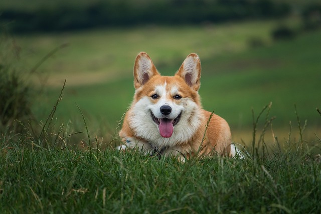 dog thermometers