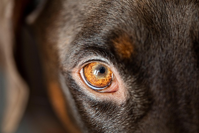 dog thermometers