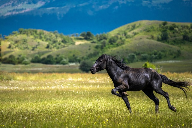 equestrian-equipment-640x480-14824872.jpeg