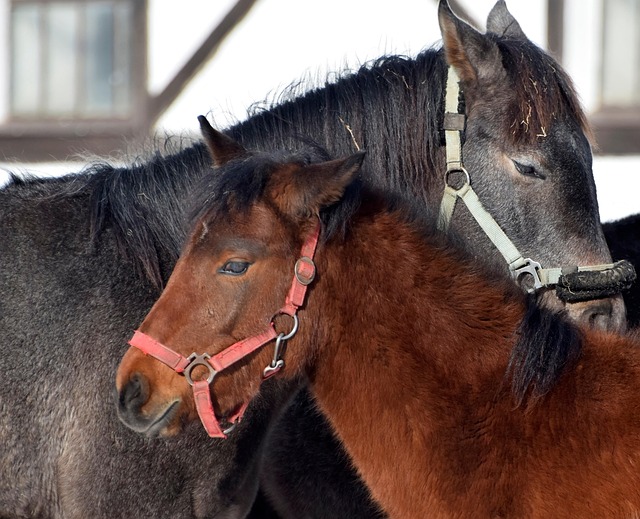 equestrian equipment