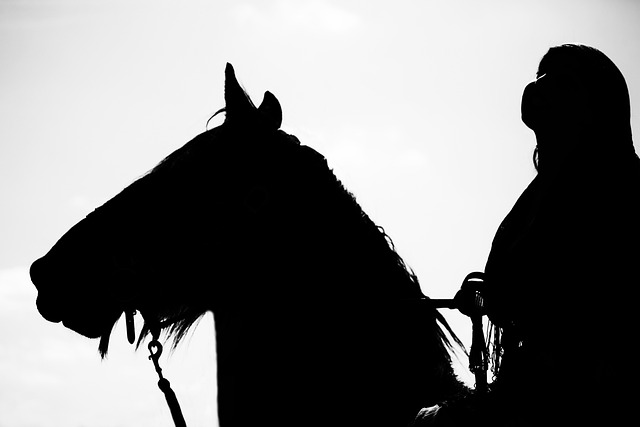equestrian equipment