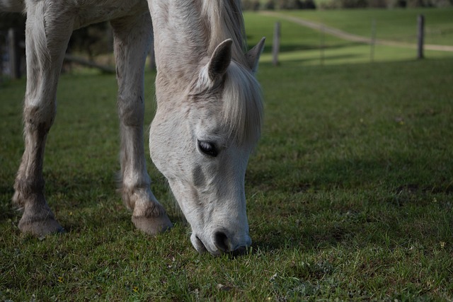 equestrian equipment
