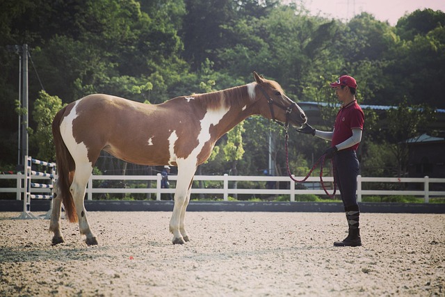 equestrian equipment