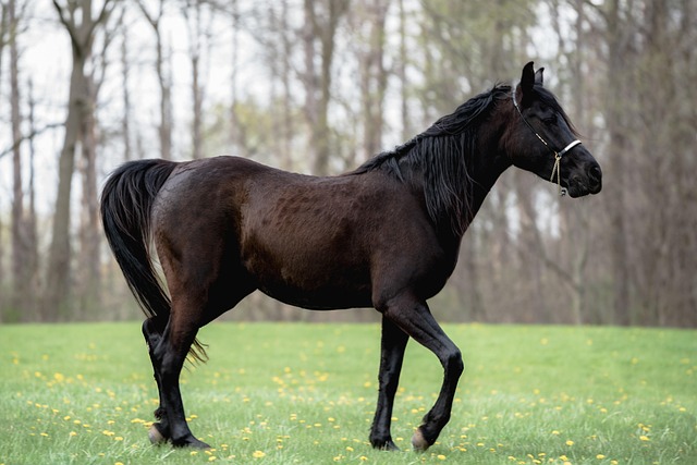 equestrian equipment