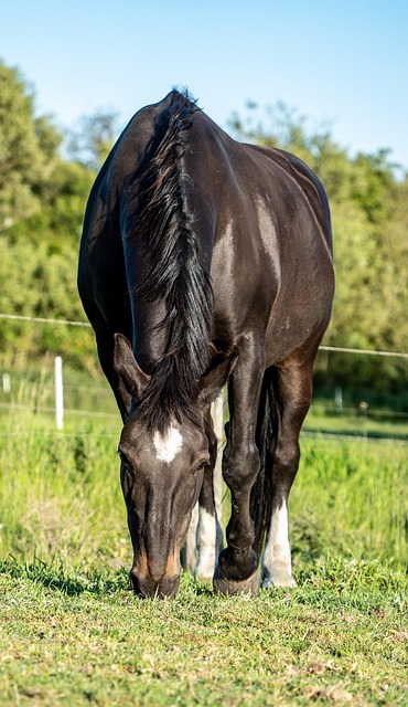 equestrian equipment