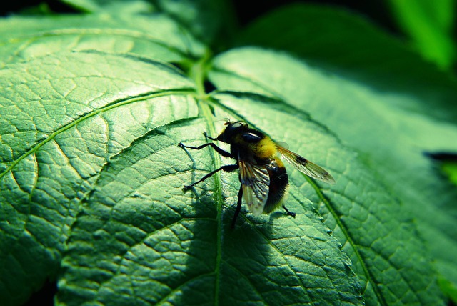 fly fishing flies