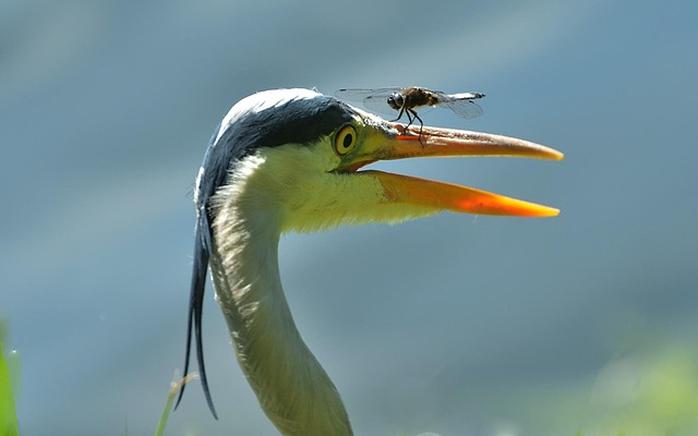 fly-fishing-flies-640x480-41153982.jpeg