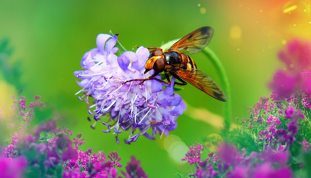 fly fishing flies