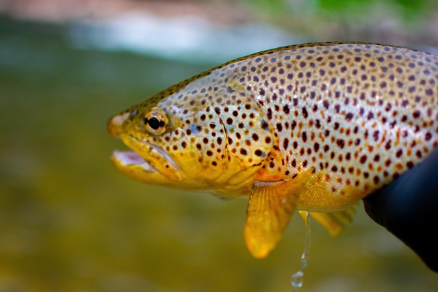 fly fishing flies