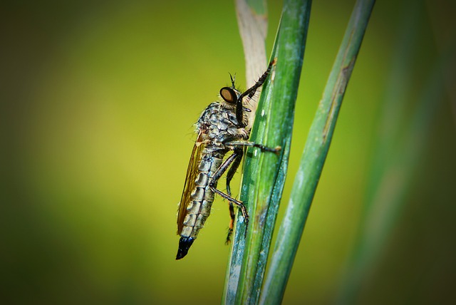 fly fishing flies