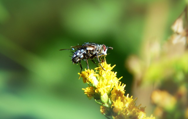 fly fishing flies