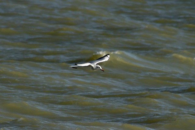 fly fishing flies