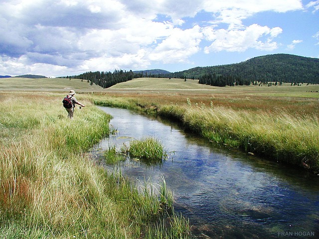 fly fishing flies