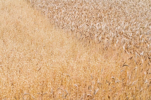 high fiber cereals