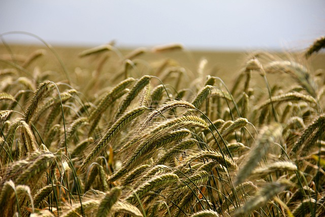 high fiber cereals