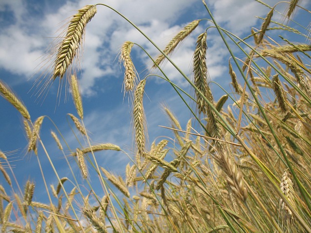 high-fiber-cereals-640x480-87534022.jpeg