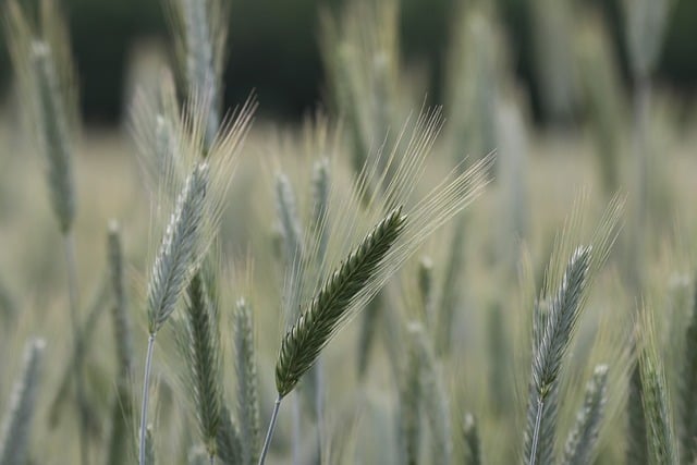 high fiber cereals