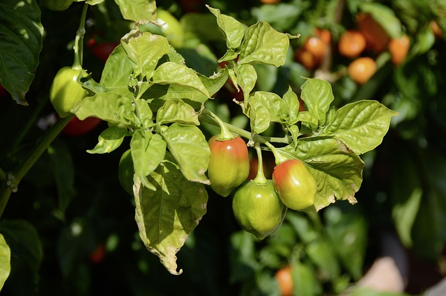 jalapenos peppers