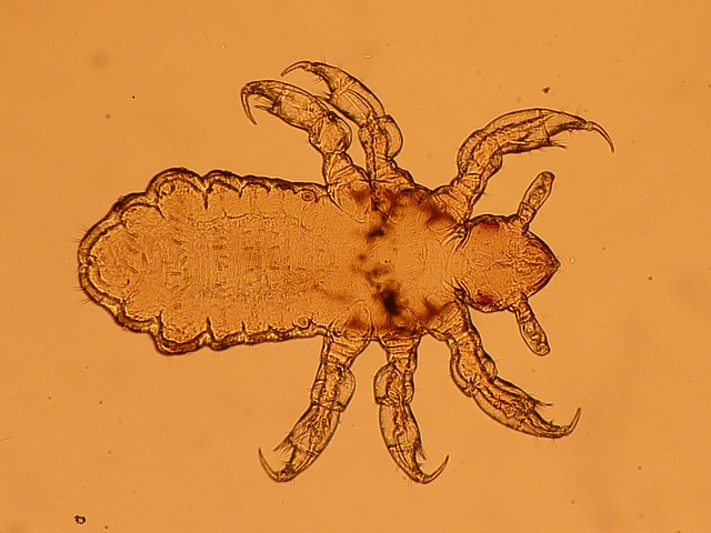 lice treatment